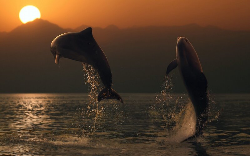 Dolphins Jumping — Orange, Serene, Sunset, Photograph, Sun