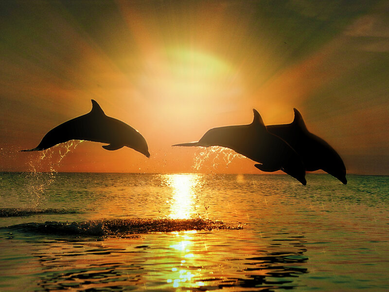 Dolphins Jumping — Orange, Serene, Sunset, Photograph