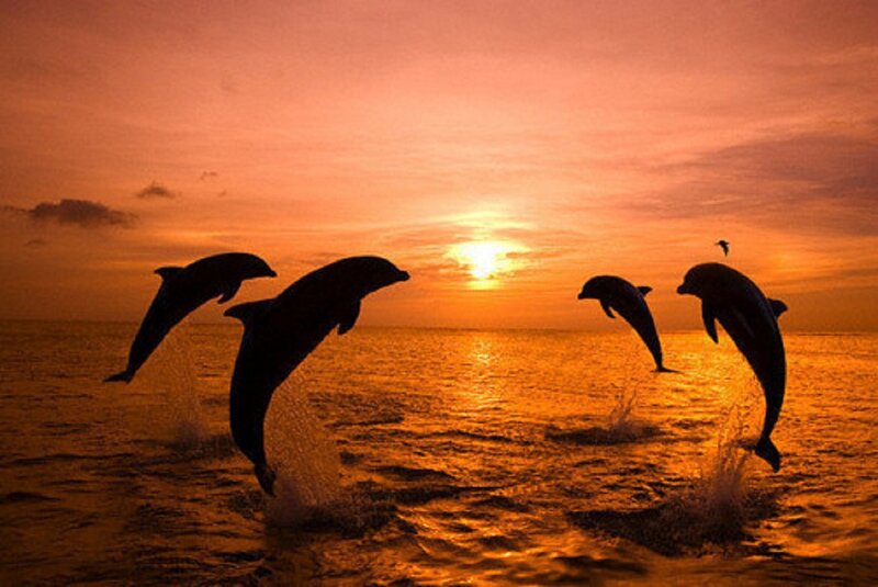 Dolphins Jumping — Orange, Serene, Sunset