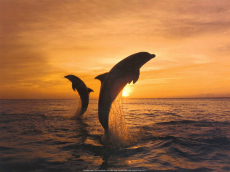 Dolphins Jumping — Orange, Serene