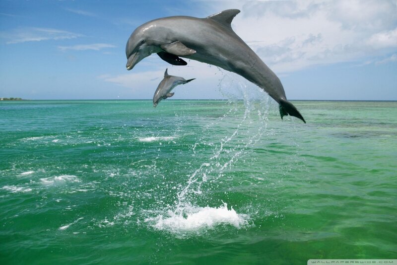 Dolphins Jumping