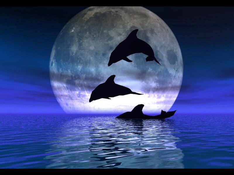 Dolphins leaping at night