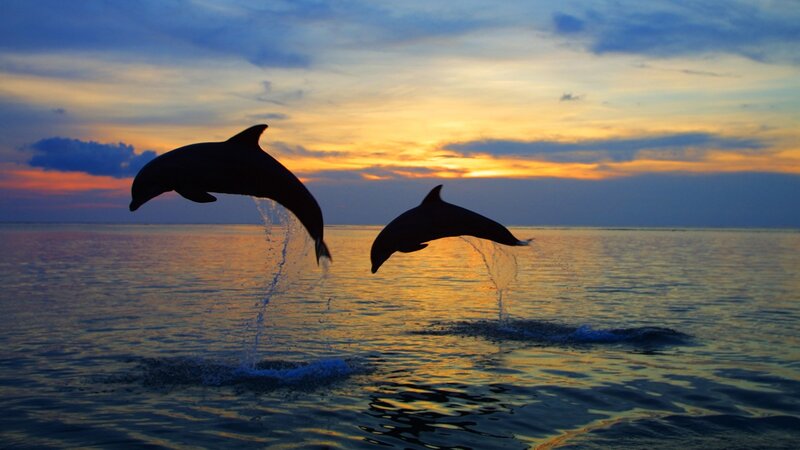 Dolphins leaping at sunset