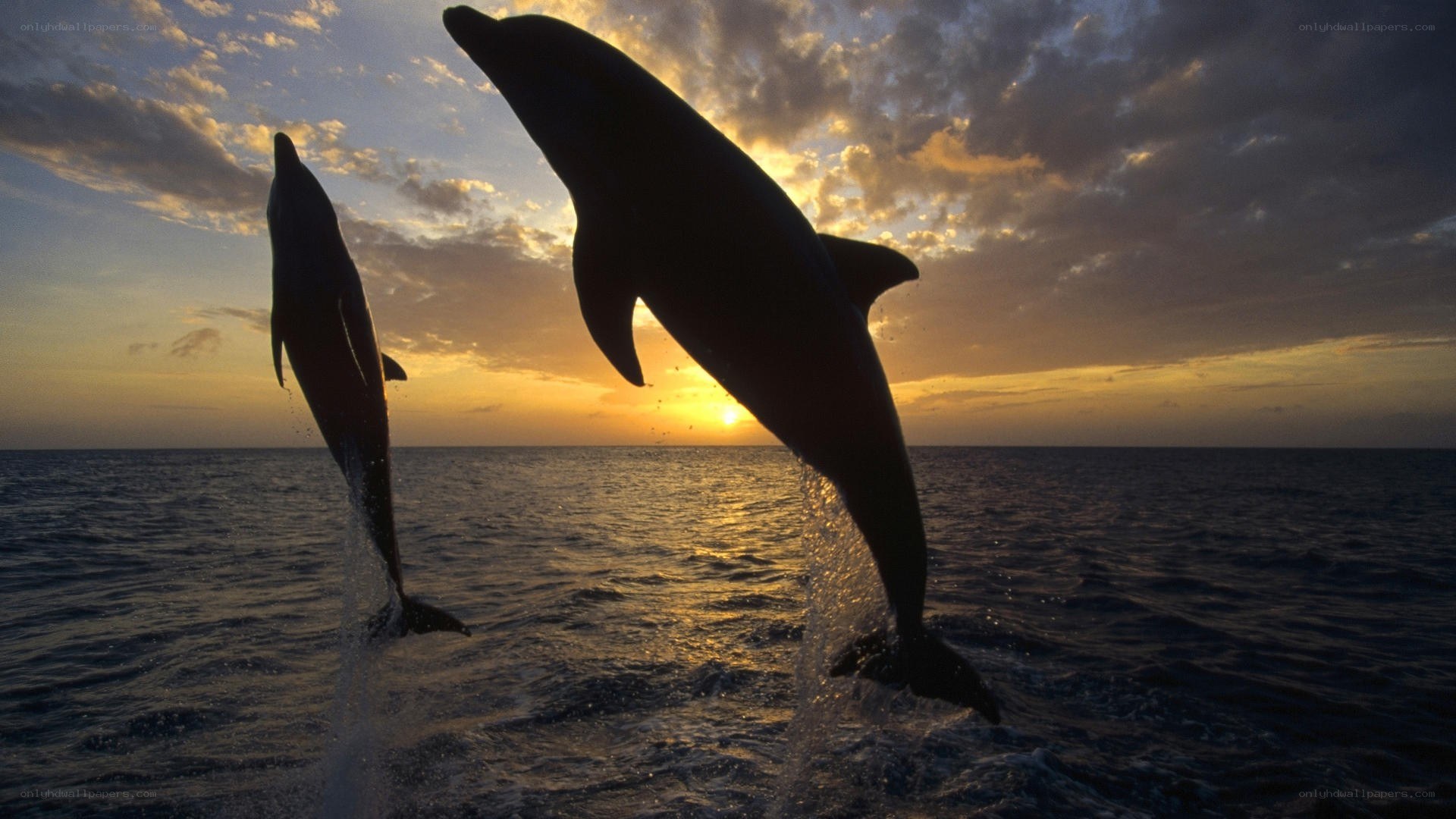 Dolphins leaping at sunset