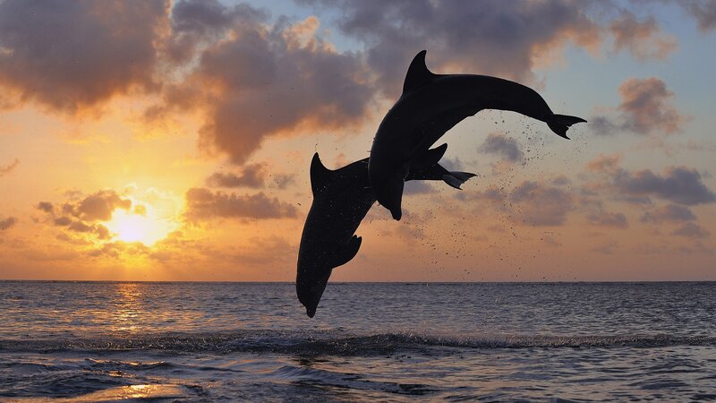 dolphins leaping at sunset