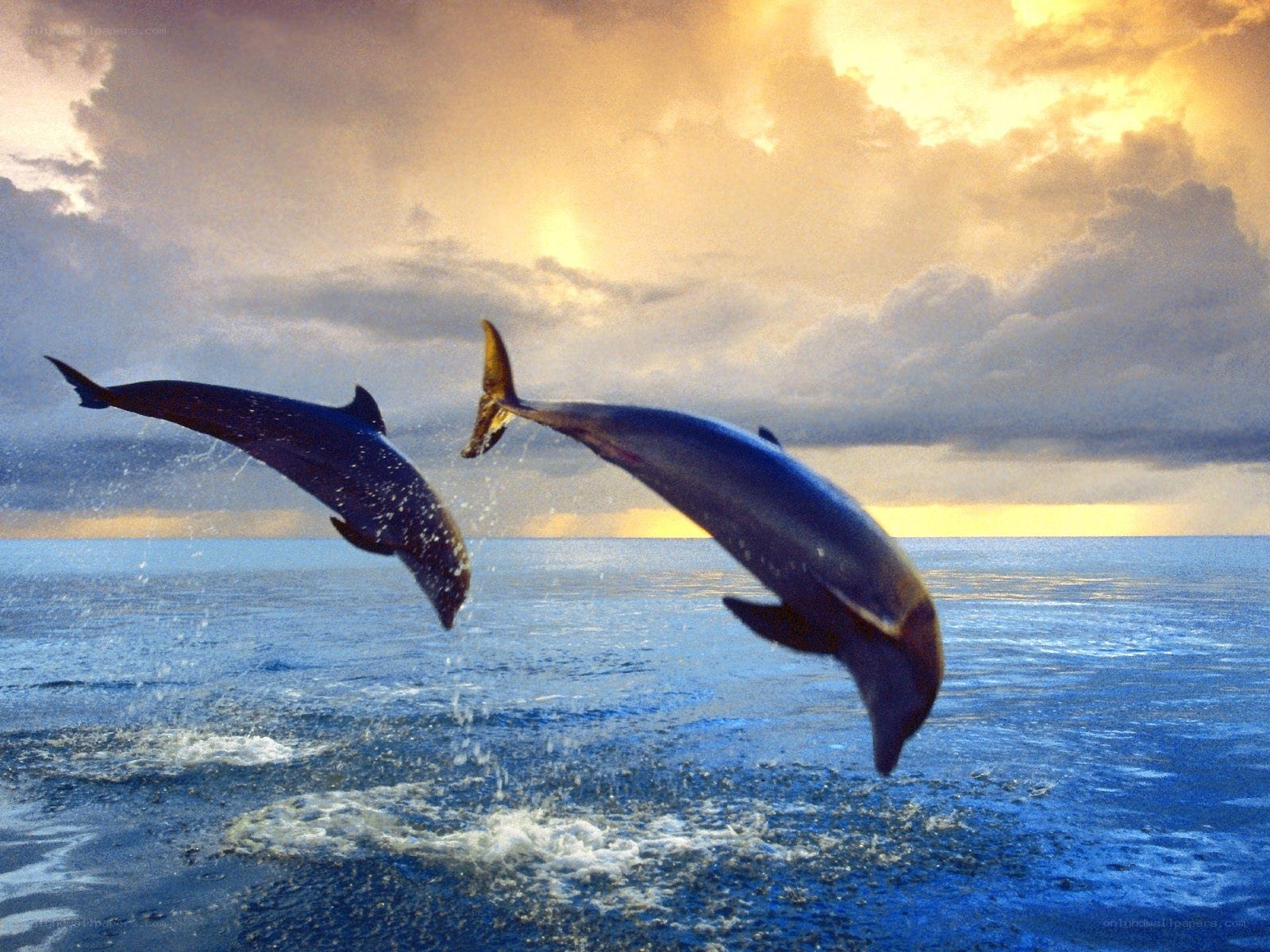 Dolphins leaping at sunset