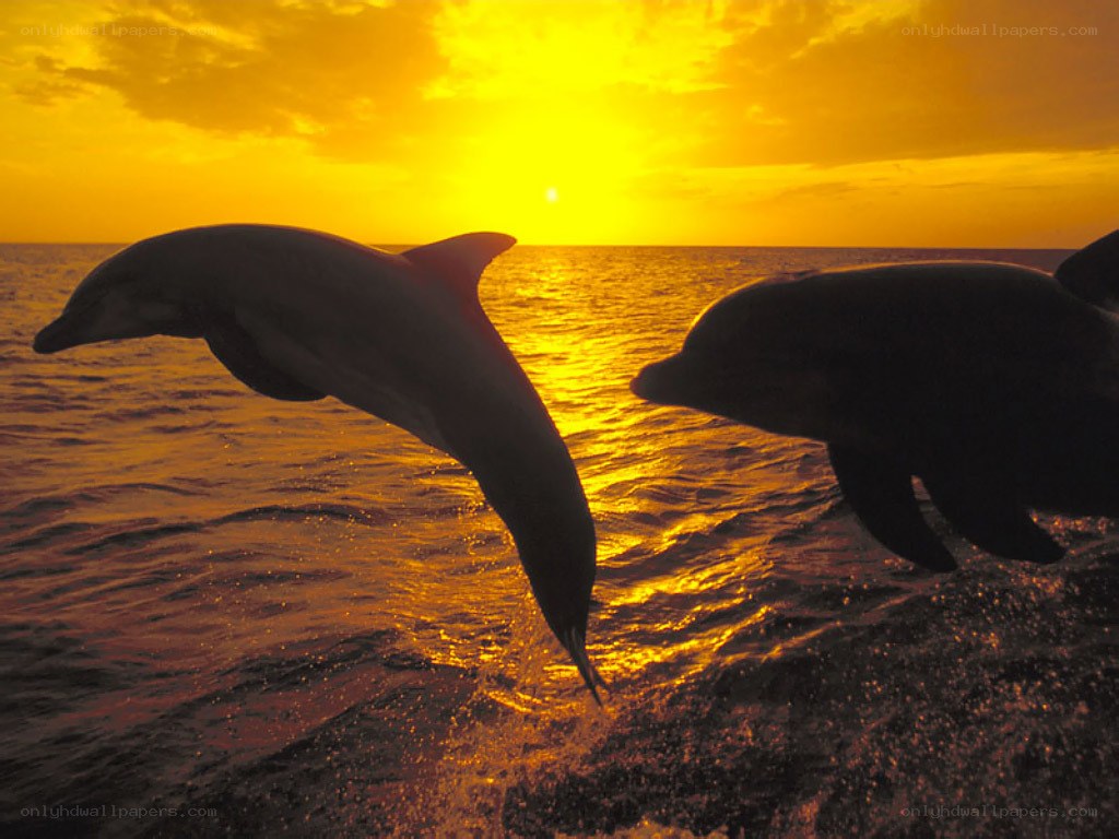 Dolphins leaping at sunset