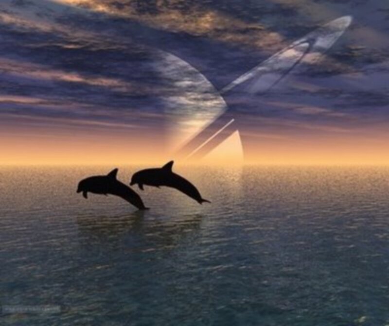 Dolphins leaping at sunset