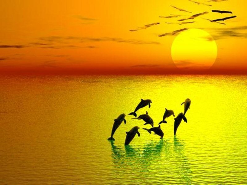 Dolphins leaping at sunset