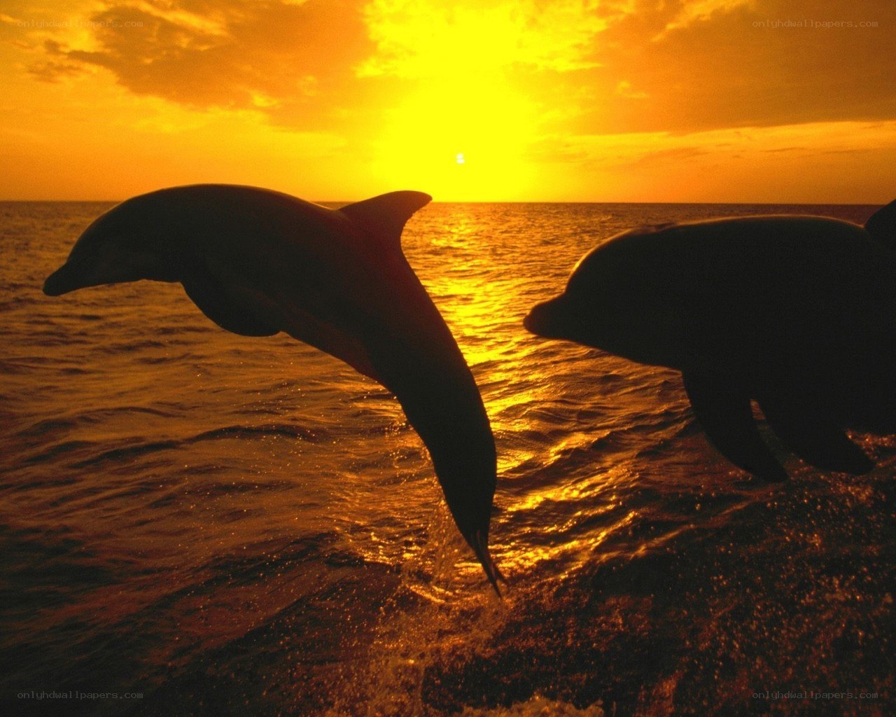 Dolphins leaping at sunset