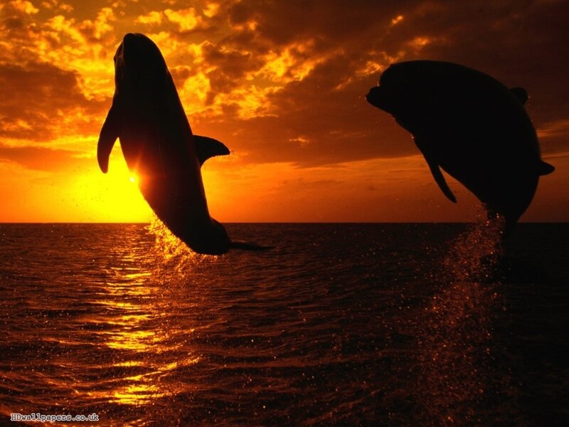 Dolphins leaping at sunset