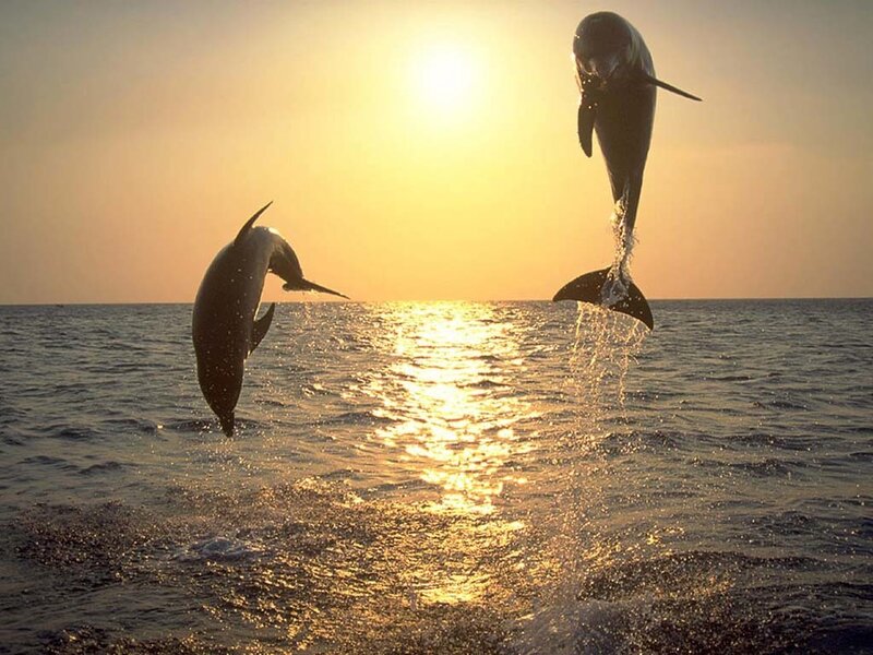 Dolphins leaping at sunset