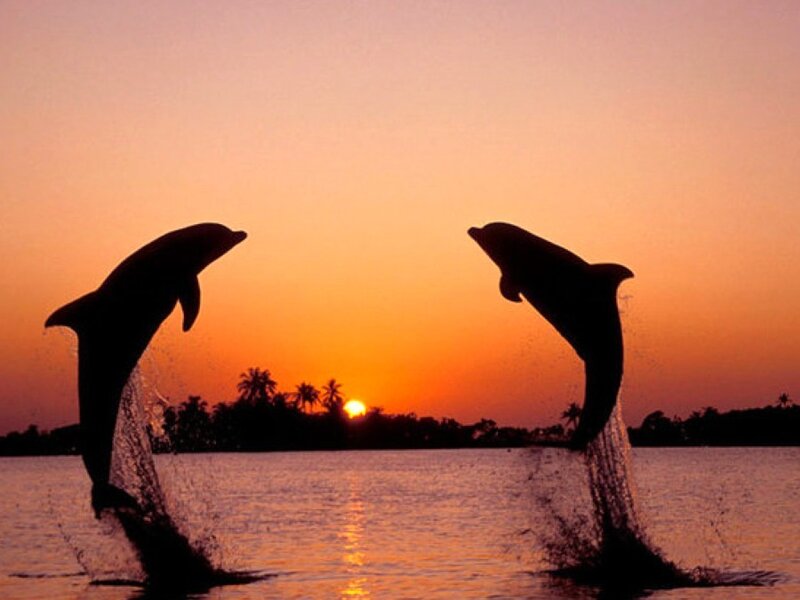Dolphins leaping at sunset