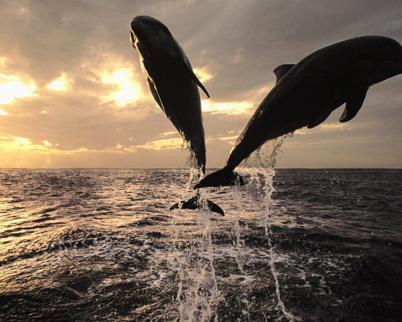 Dolphins leaping at sunset