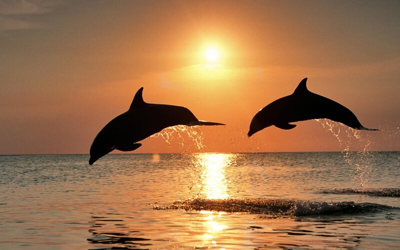 Dolphins leaping at sunset