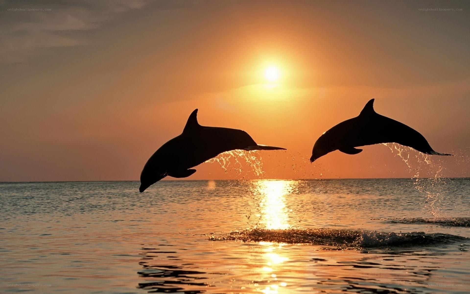 Dolphins leaping at sunset