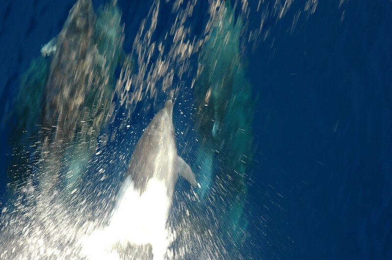 Dolphins leaping from ocean