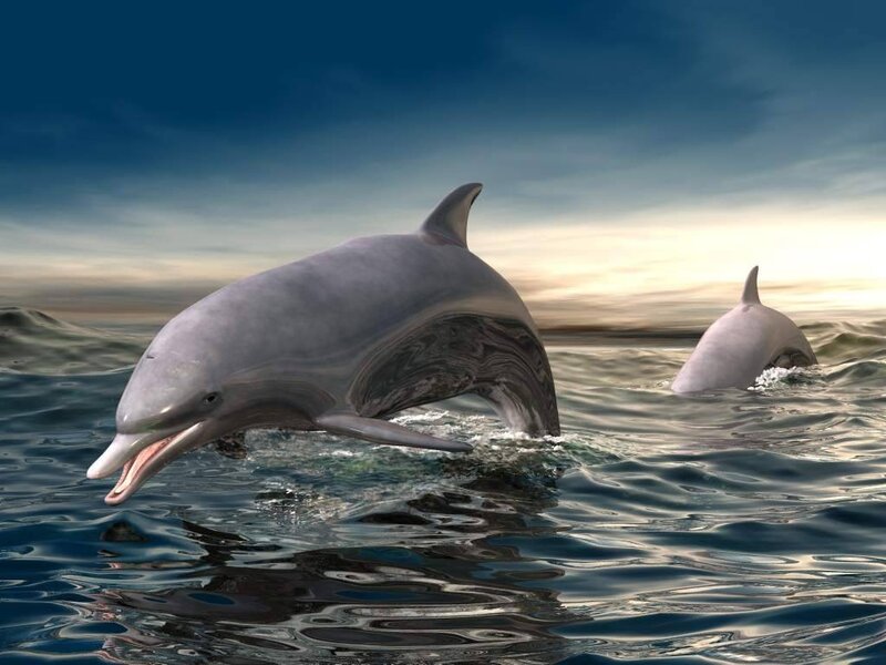 Dolphins leaping in ocean