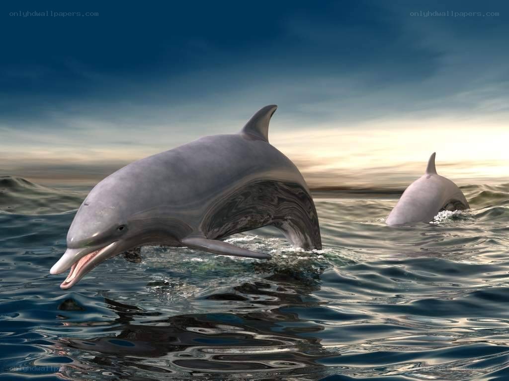 Dolphins leaping in ocean