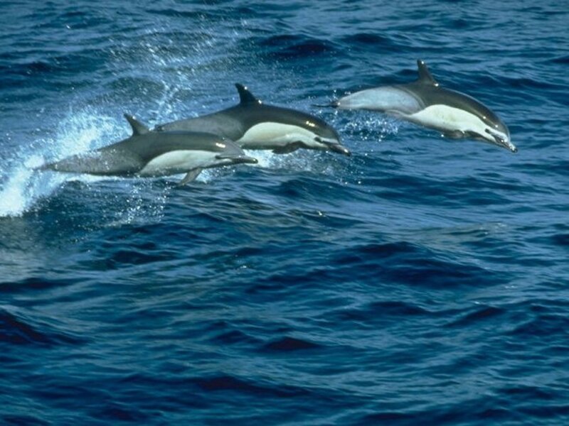 dolphins leaping in ocean