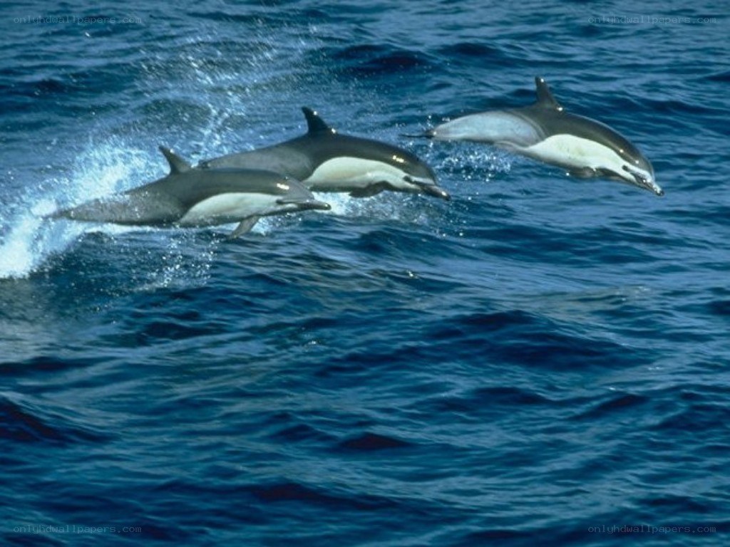 dolphins leaping in ocean