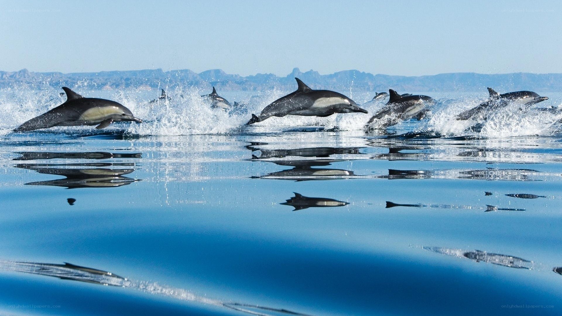 dolphins leaping in ocean
