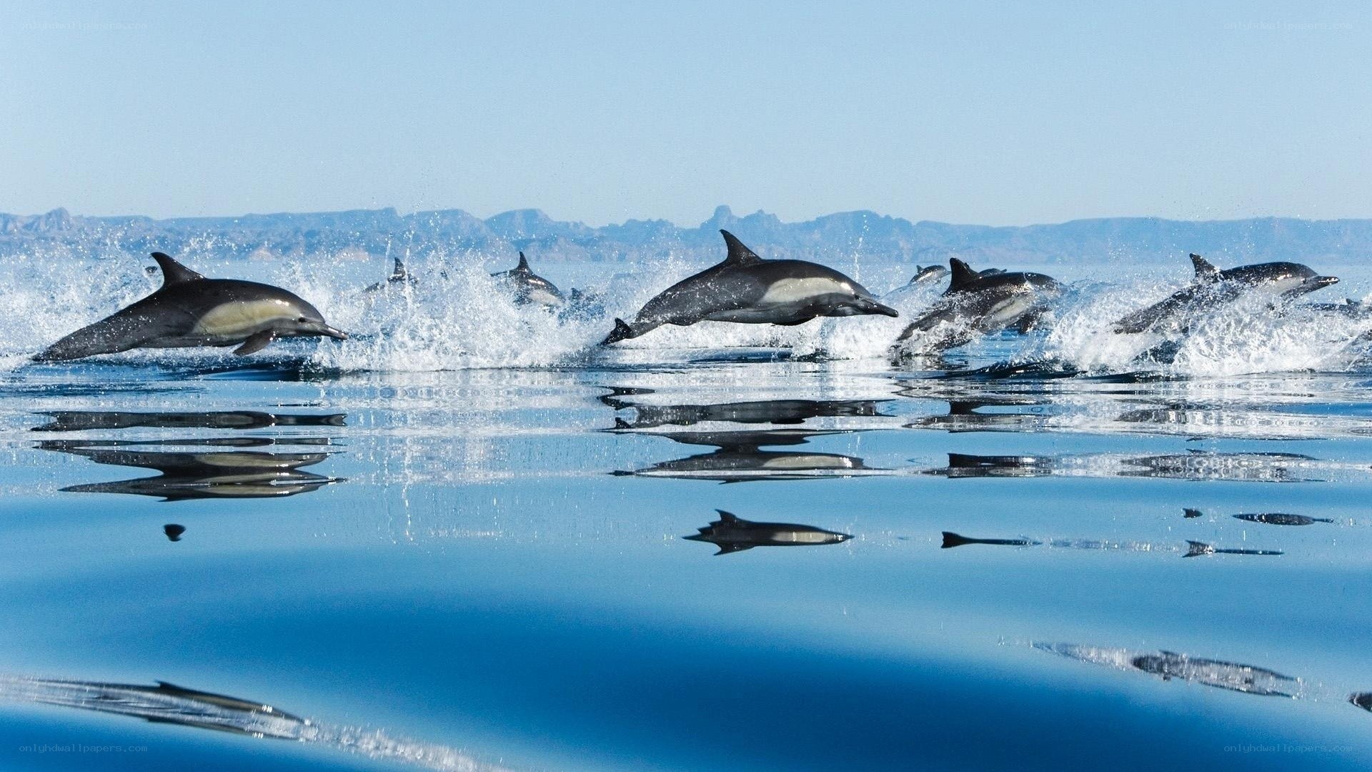 dolphins leaping in ocean