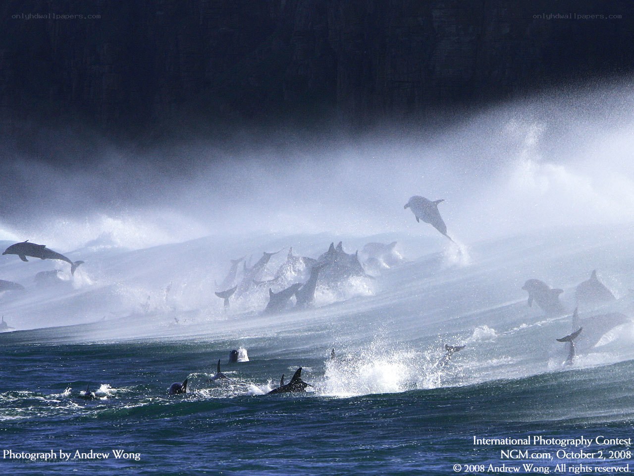 Dolphins leaping in ocean