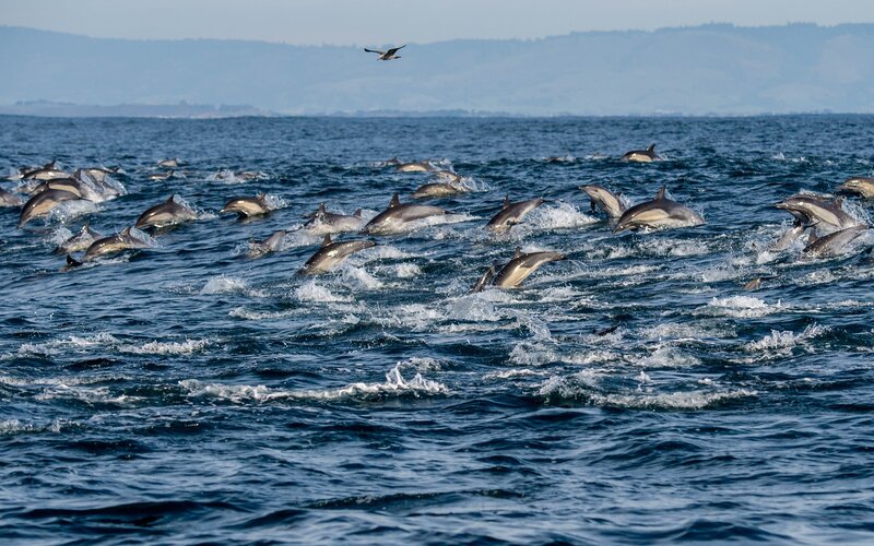 Dolphins Leaping in Ocean — Blue, Active, Afternoon
