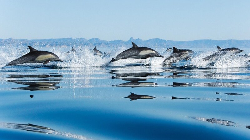 Dolphins Leaping in Ocean — Blue, Active