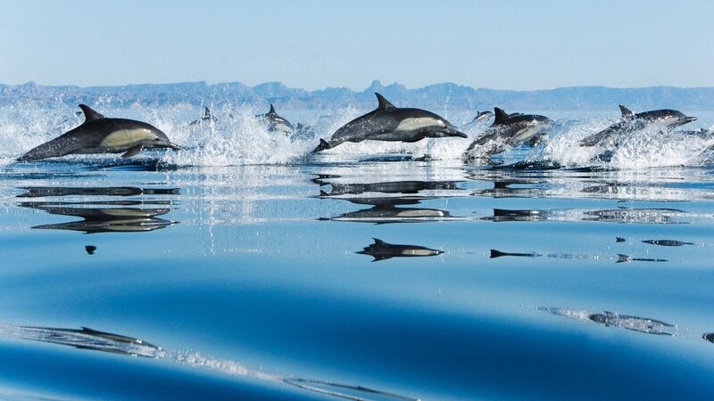 Dolphins Leaping in Ocean — Blue, Dynamic, Afternoon, Photograph, Mountains