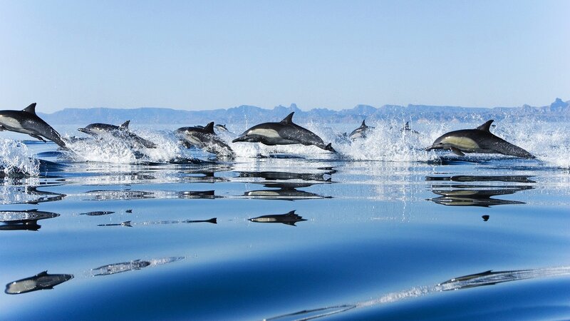 Dolphins Leaping in Ocean — Blue, Dynamic, Afternoon
