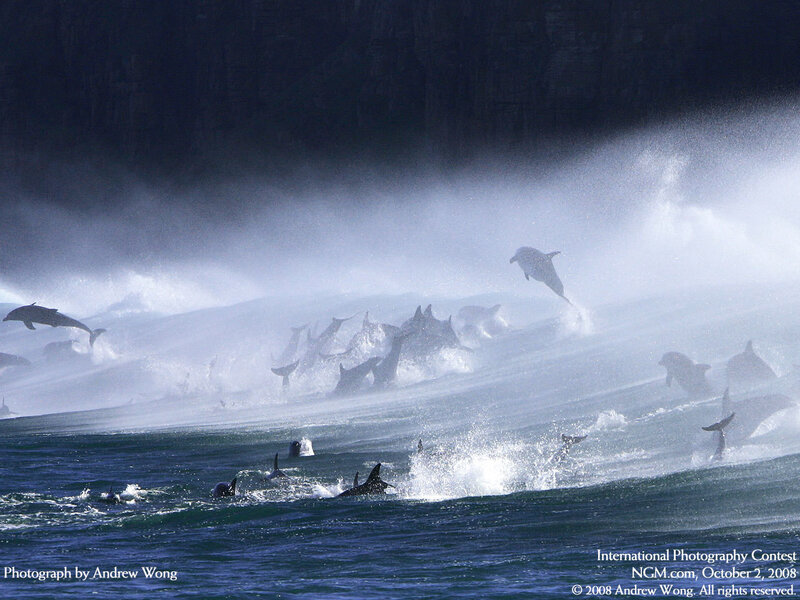 Dolphins Leaping in Ocean — Blue, Dynamic, Photograph