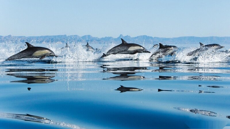 Dolphins Leaping in Ocean — Blue, Dynamic