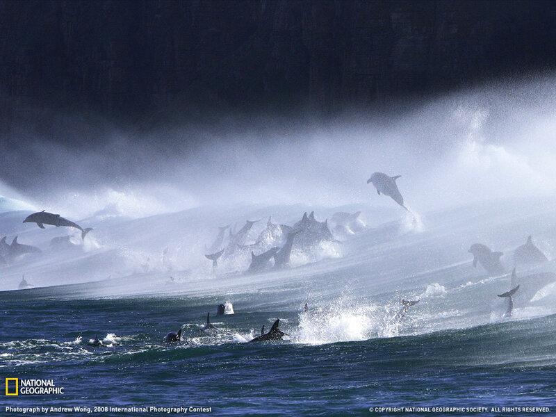 Dolphins leaping in ocean spray