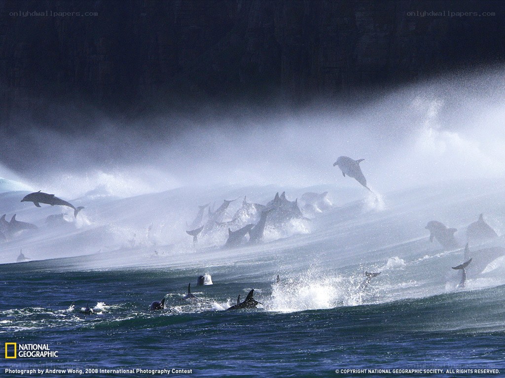 Dolphins leaping in ocean spray