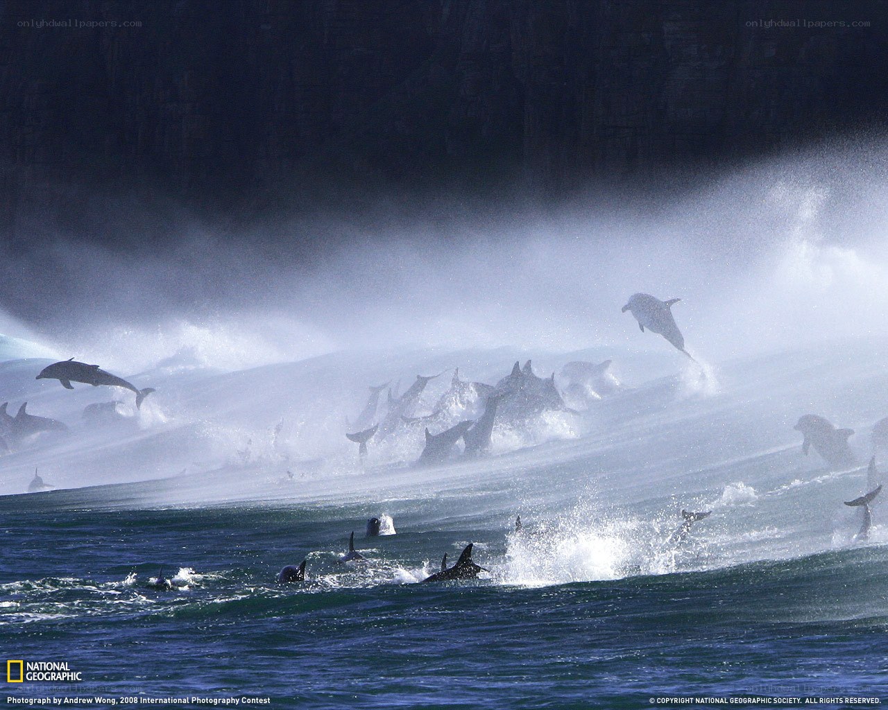 Dolphins leaping in ocean spray