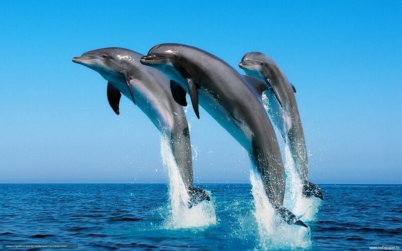 Dolphins leaping in ocean