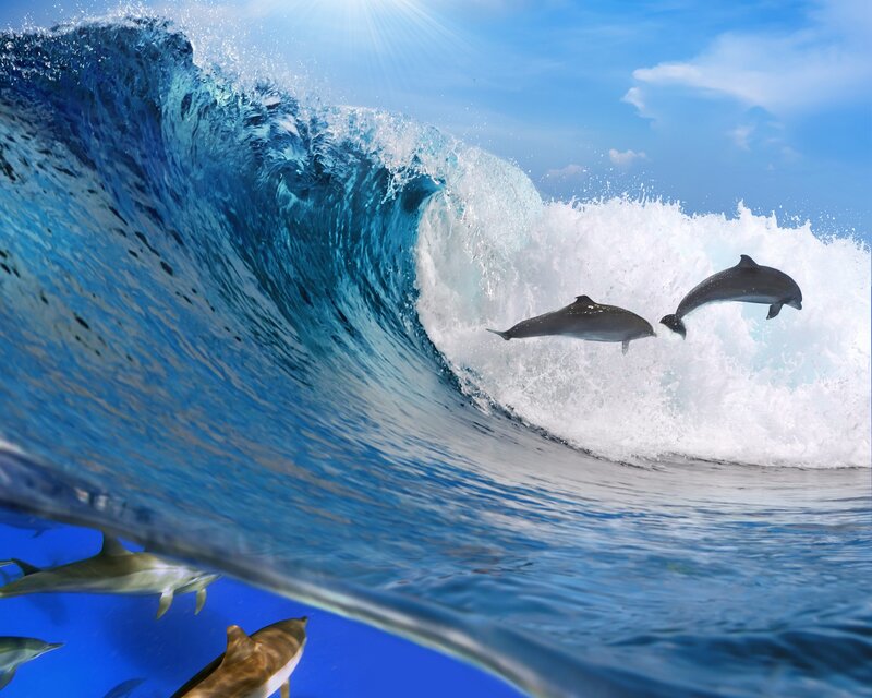 Dolphins leaping in ocean wave