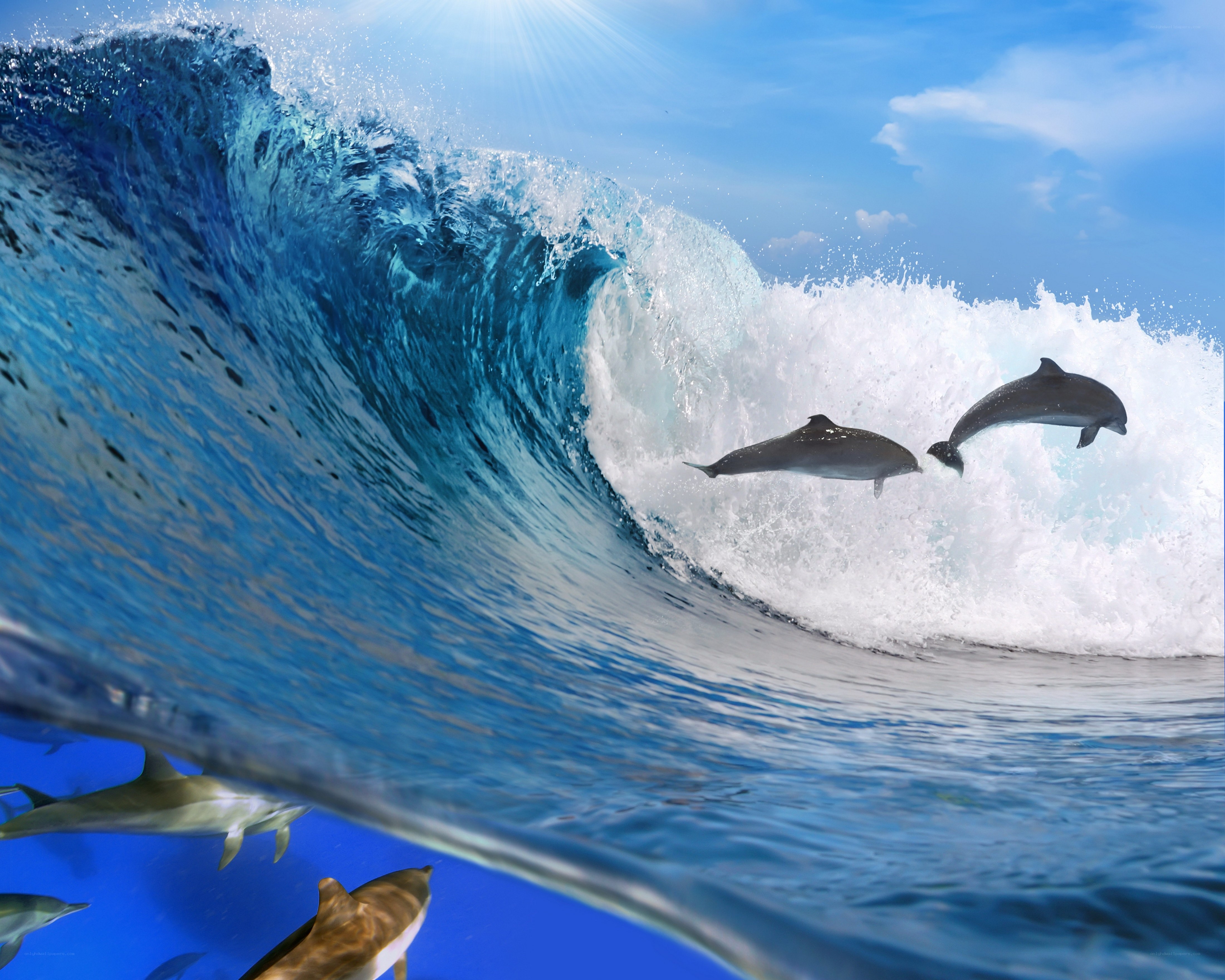 Dolphins leaping in ocean wave
