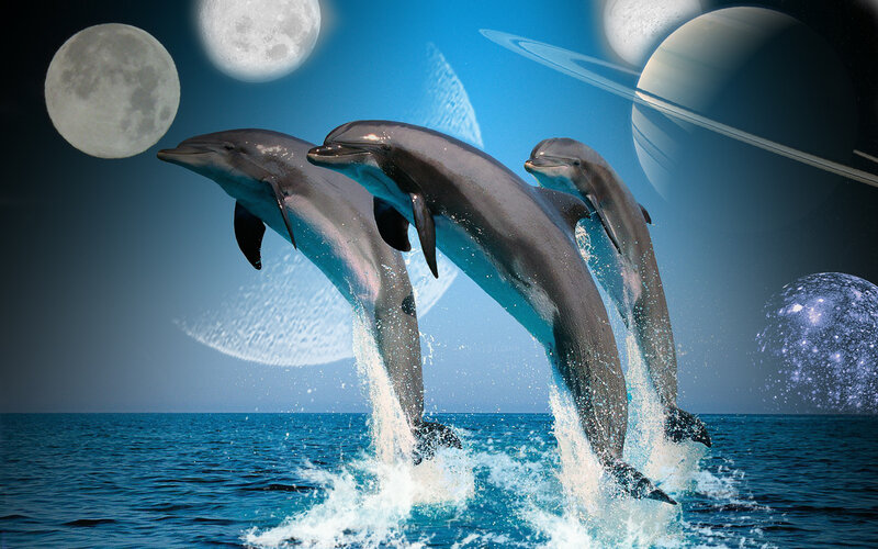 Dolphins leaping in space