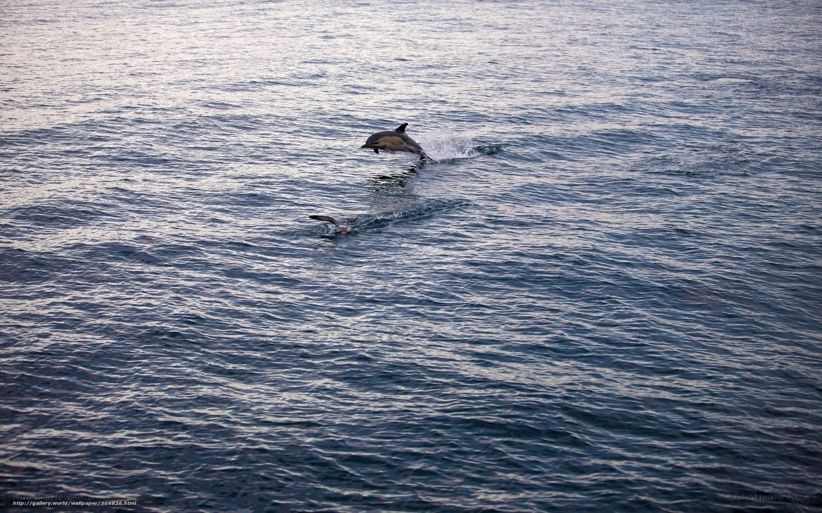 Dolphins leaping in the ocean