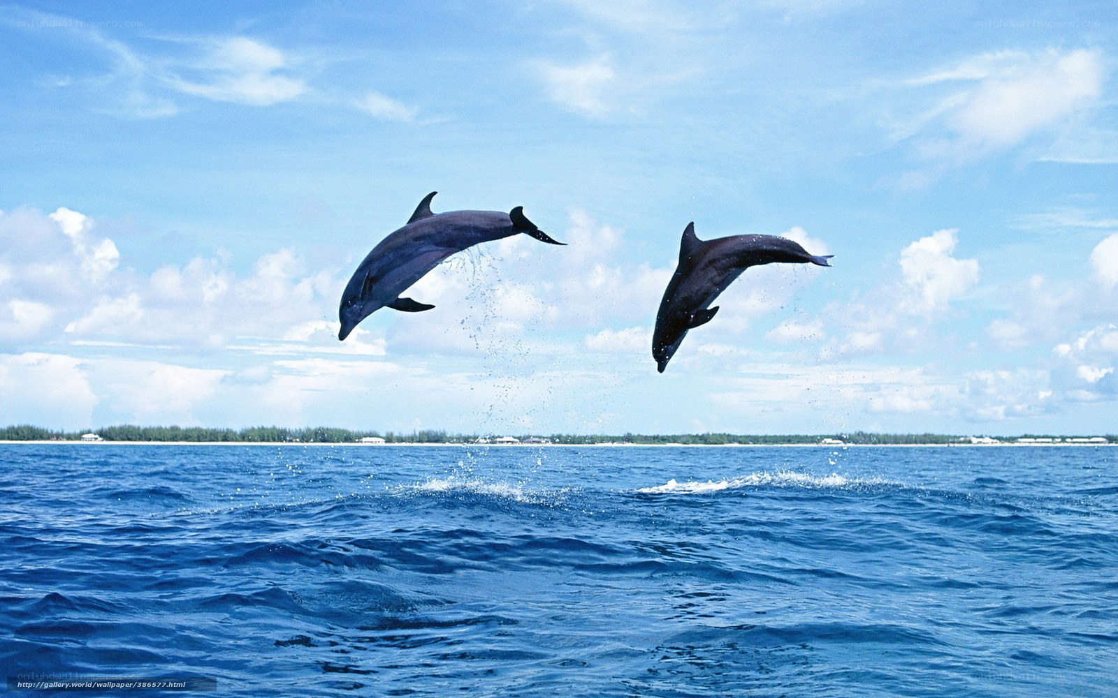 Dolphins leaping in the ocean