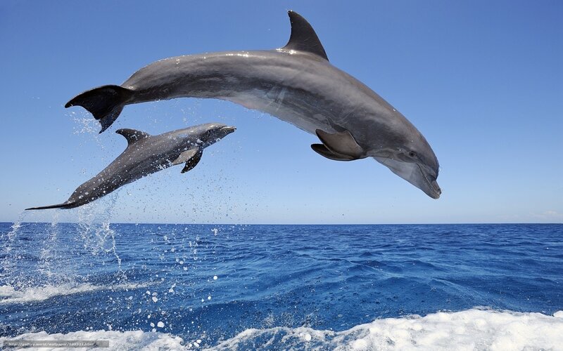 Dolphins leaping in the ocean