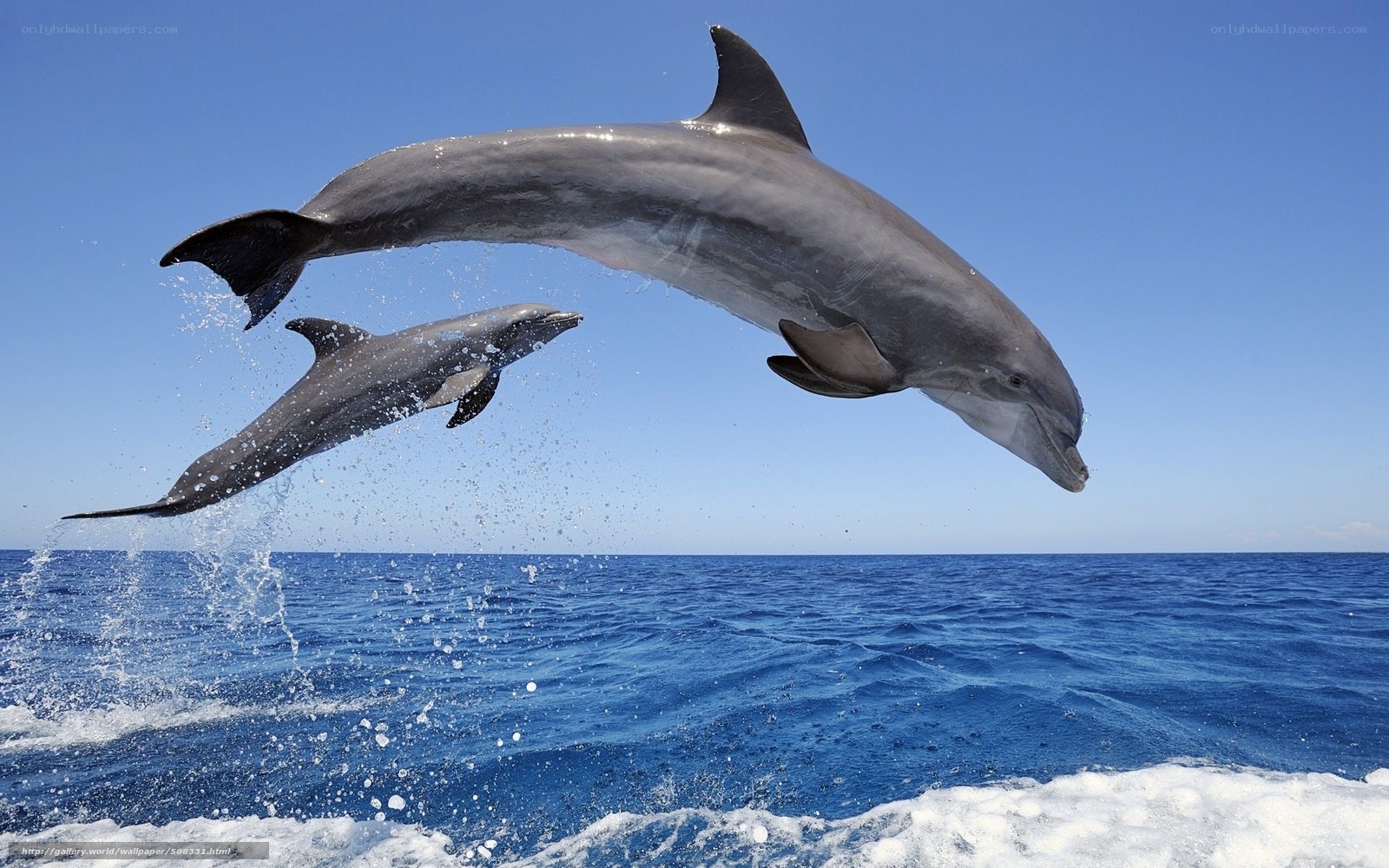 Dolphins leaping in the ocean