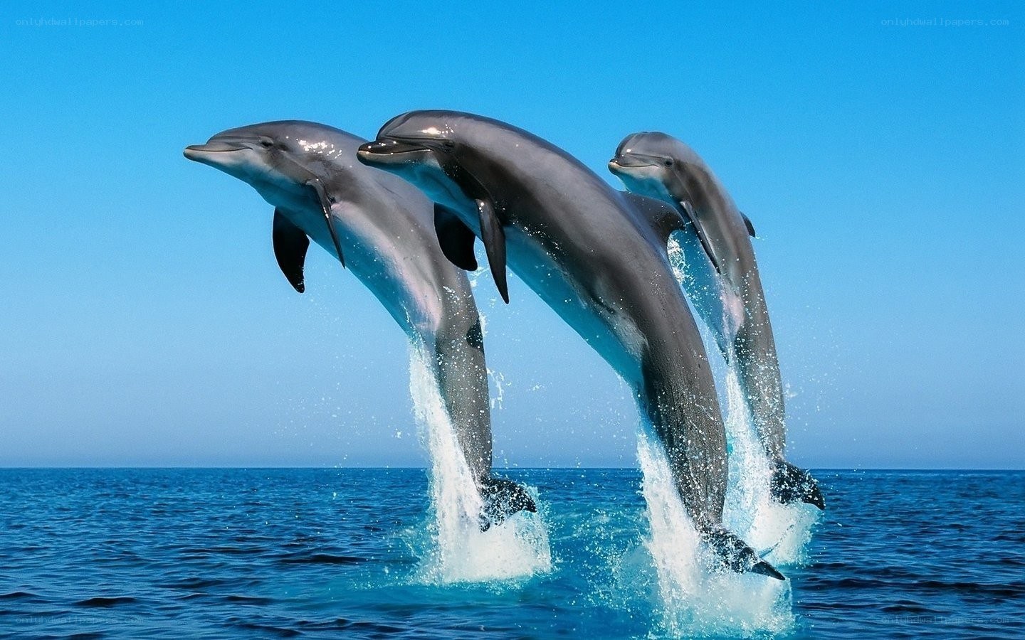 Dolphins leaping in the ocean