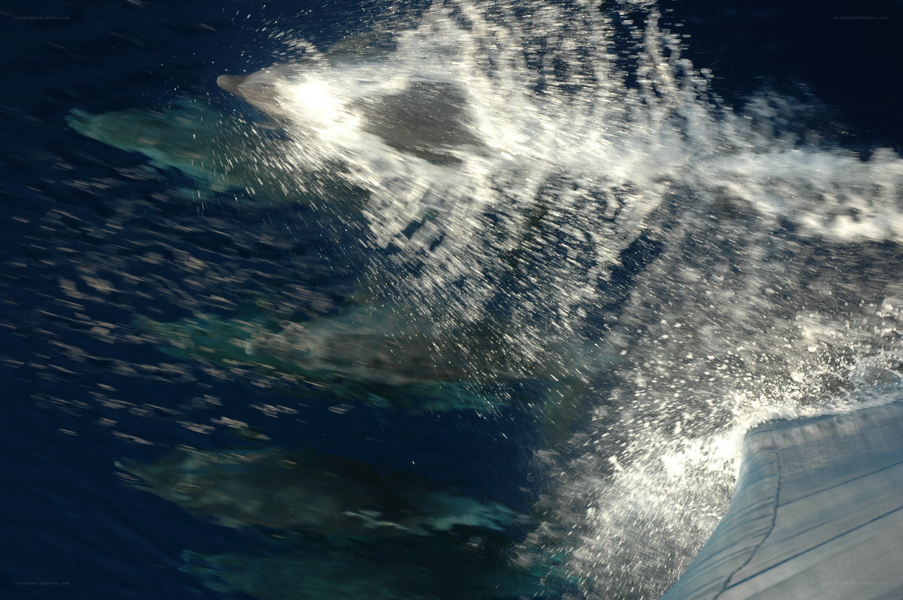 Dolphins leaping in the ocean