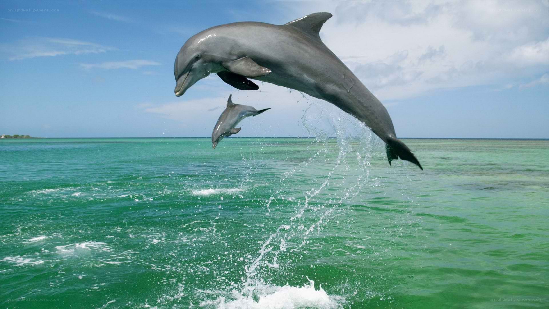 Dolphins leaping in the ocean