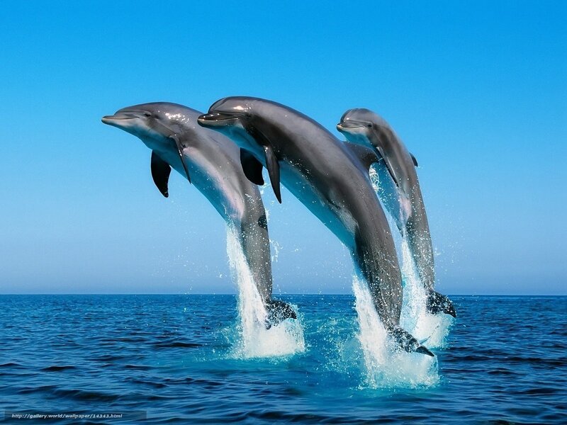 Dolphins leaping in the ocean