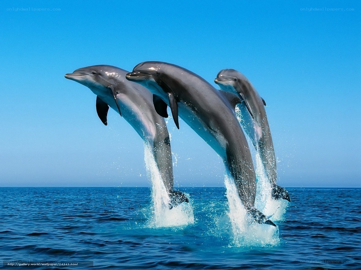Dolphins leaping in the ocean